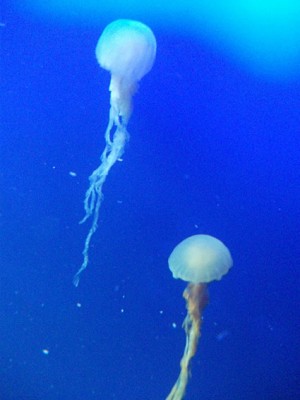 sea sea
