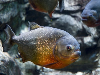 Red bellied Piranha Red bellied Piranha