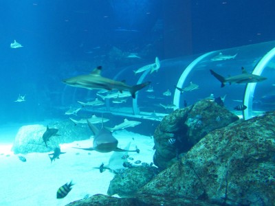 S.E.A. Aquarium - Shark Seas S.E.A. Aquarium - Shark Seas