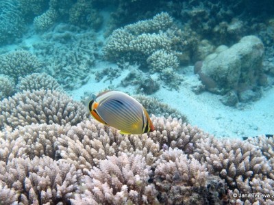 SEA SEA