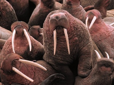 Walrus Walrus