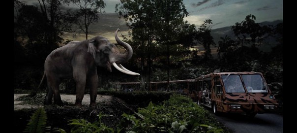 night safari