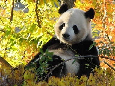 Giant-Panda-China-National-Animal Giant-Panda-China-National-Animal