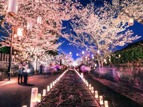 cherry-blossom-lantern-festival-japan__880 برترین فستیوالها