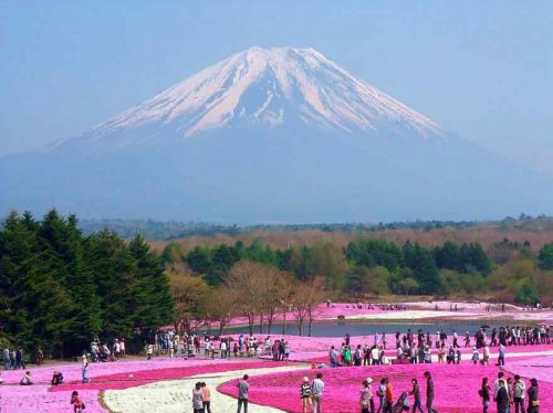 unique-festivals-around-the-world-fuji-shibazakura-festival-hitsujiyama-park__880 برترین فستیوالها