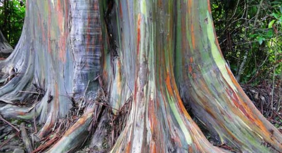 hana_tour_rainbow_eucalyptus1 مناظر ناشناخته