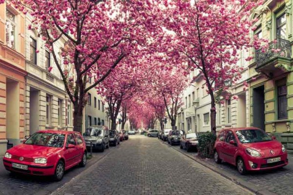 Cherry-tunnel-in-Bonn گذرگاه های رویایی