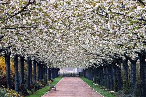 Valloires-Abbey-garden-France گذرگاه های رویایی