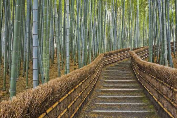 bamboo-path-kyoto-japan1 گذرگاه های رویایی