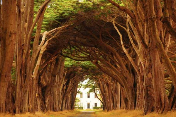 point-reyes-tree-tunnel-california گذرگاه های رویایی