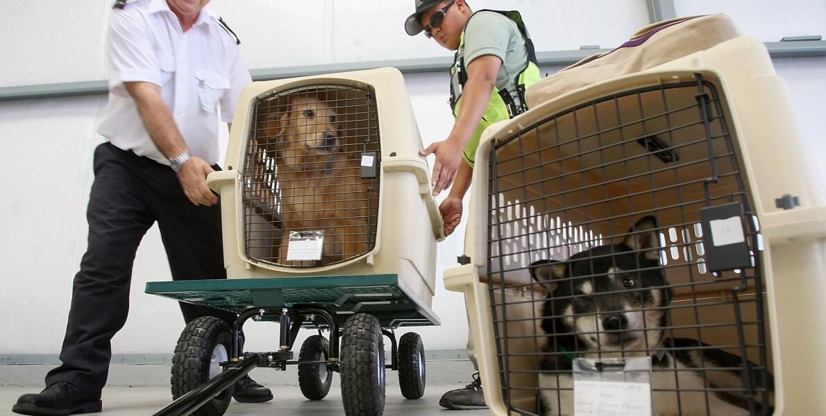 pets-on-a-plane قاپاق حیوانات
