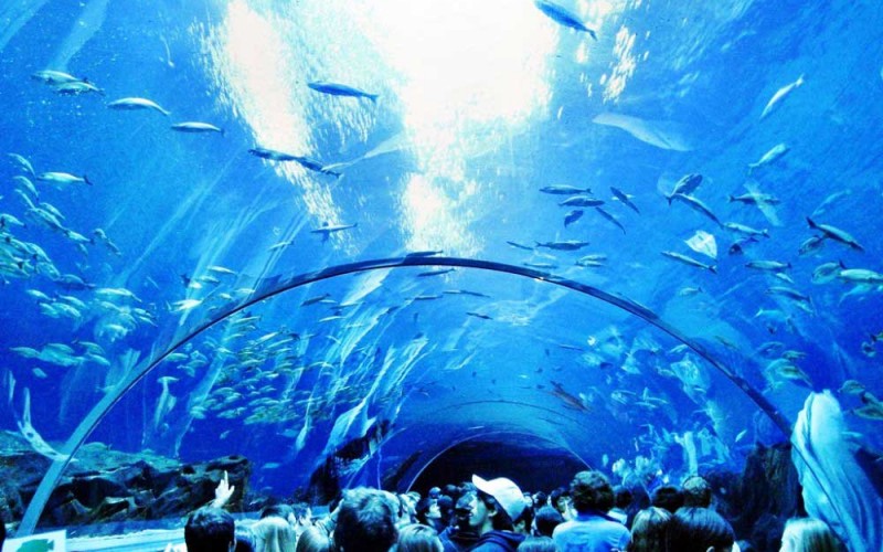 Georgia-Aquarium-United-States-12 بزرگترین آکواریوم دنیا