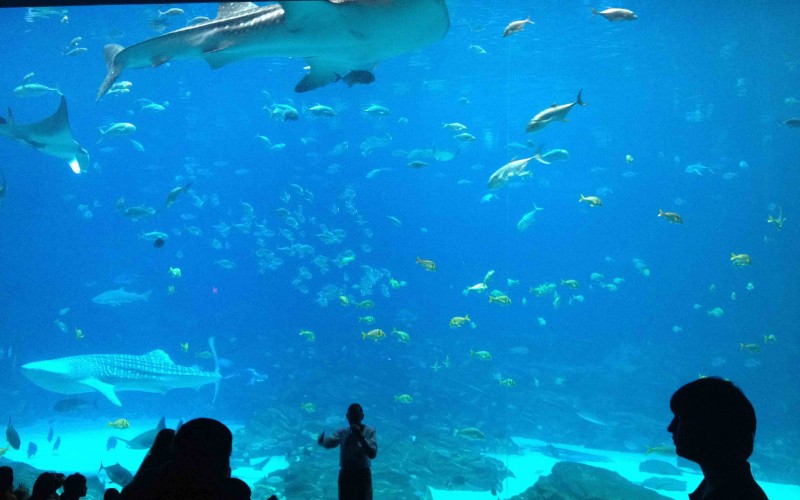 Georgia-Aquarium-United-States-2 بزرگترین آکواریوم دنیا