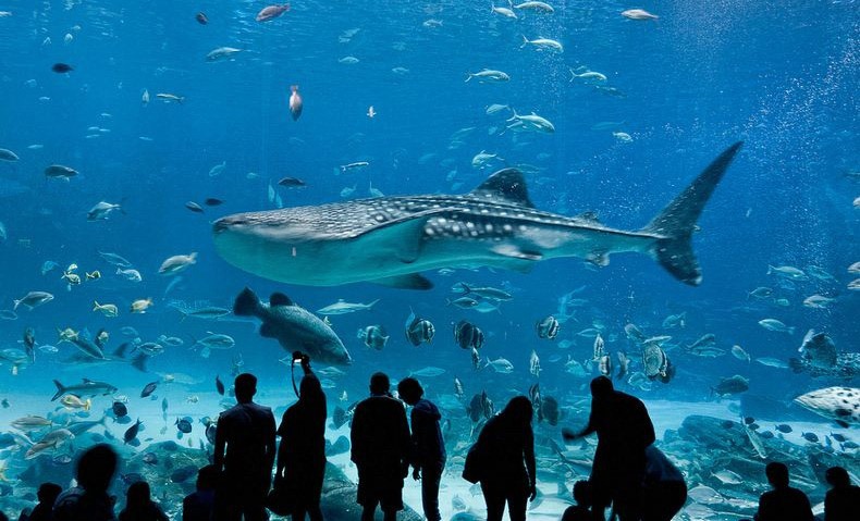 Georgia-Aquarium-United-States-6 بزرگترین آکواریوم دنیا