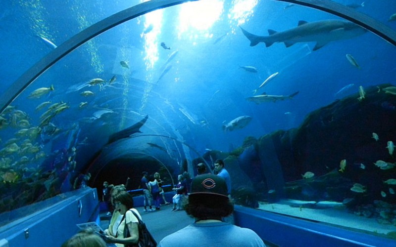 Georgia-Aquarium-United-States-5 بزرگترین آکواریوم دنیا
