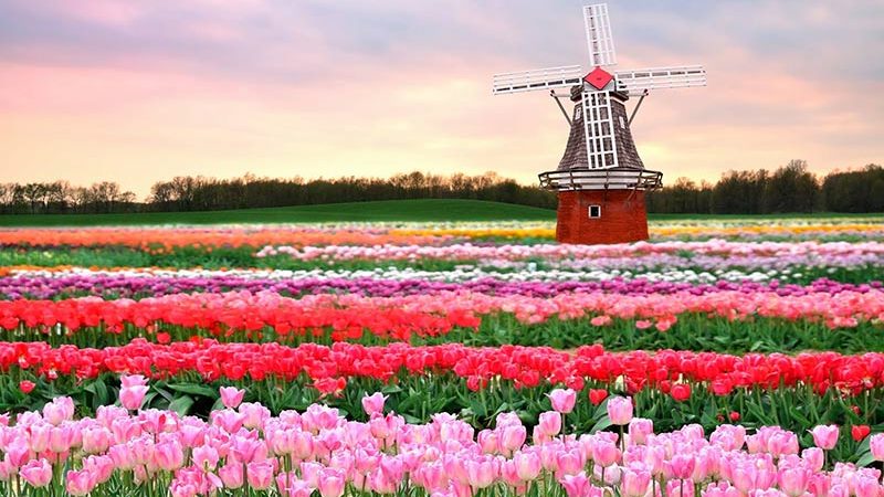 باغ های کوکنهوف (Keukenhof Gardens) باغ های کوکنهوف (Keukenhof Gardens)