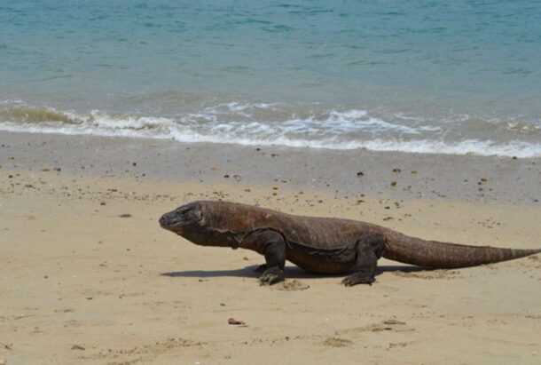 The Komodo Dragons The Komodo Dragons