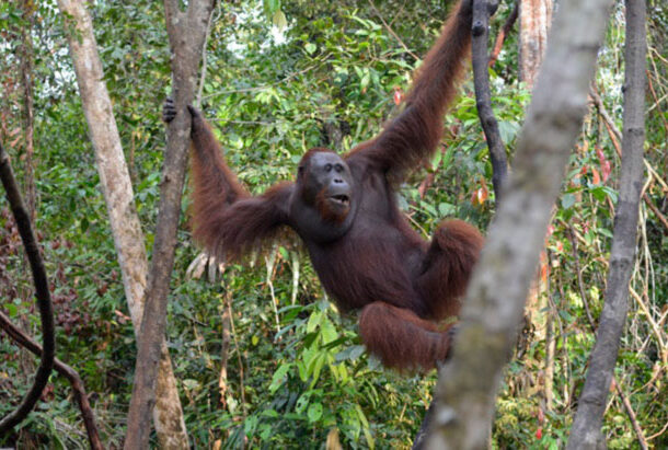 Orangutans Orangutans
