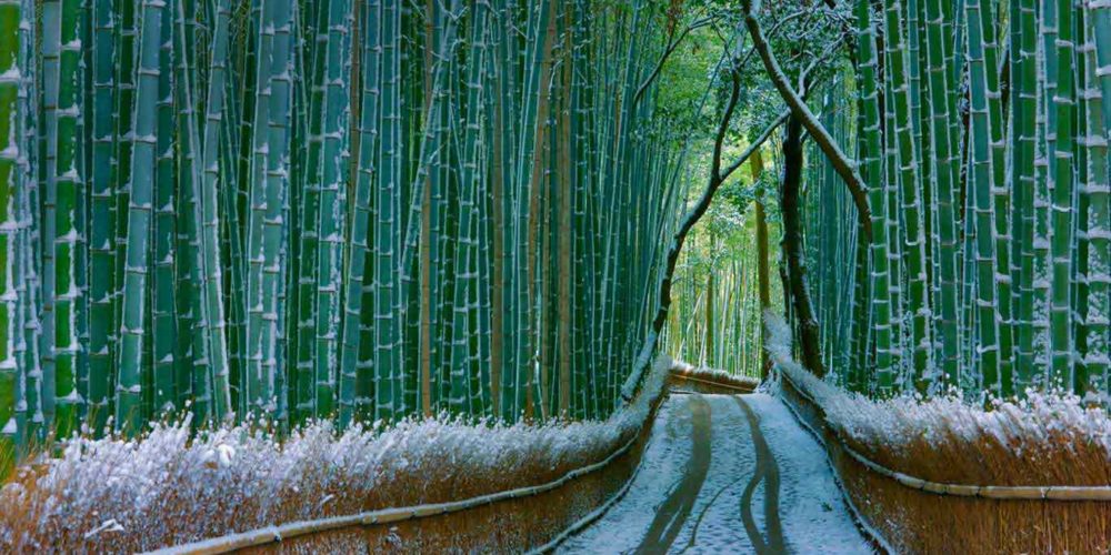 Sagano-Bamboo-Forest Sagano-Bamboo-Forest