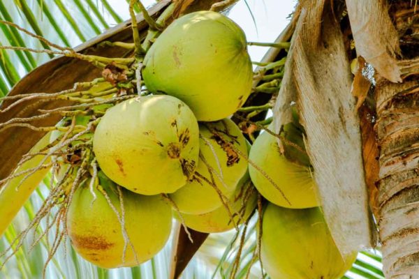 coconut coconut