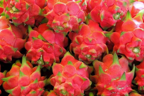 dragonfruit dragonfruit