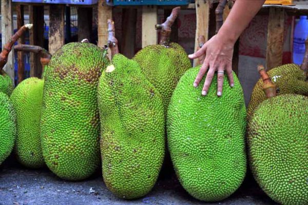 jack-fruits jack-fruits