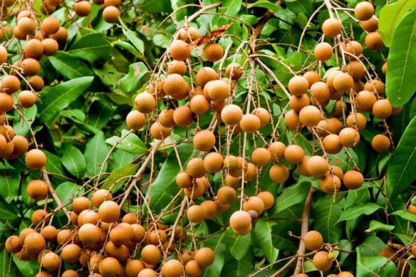 longan longan