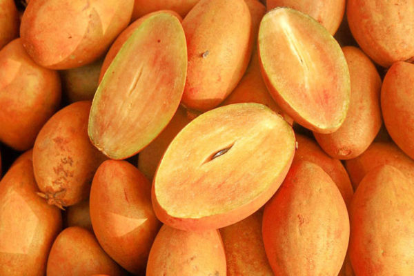sapodilla sapodilla