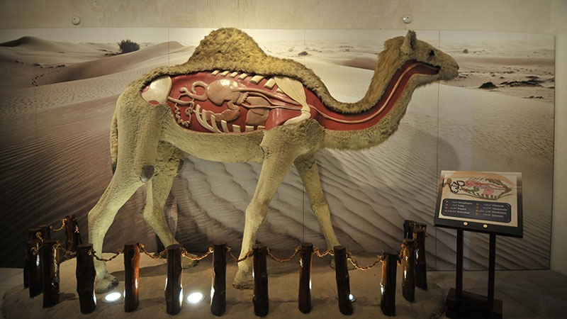 Dubai Camel Museum Dubai Camel Museum