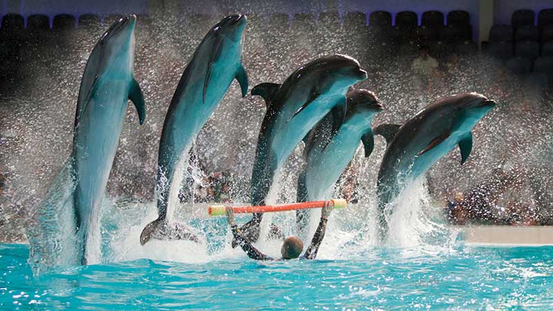 dolphinarium Dolphinarium