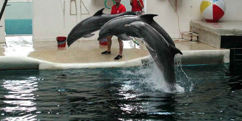 golden-dolphin golden-dolphin