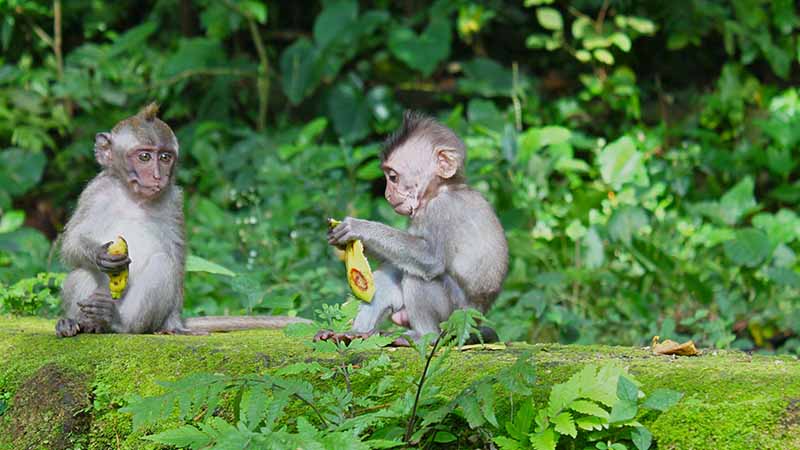 monkey forest monkey forest