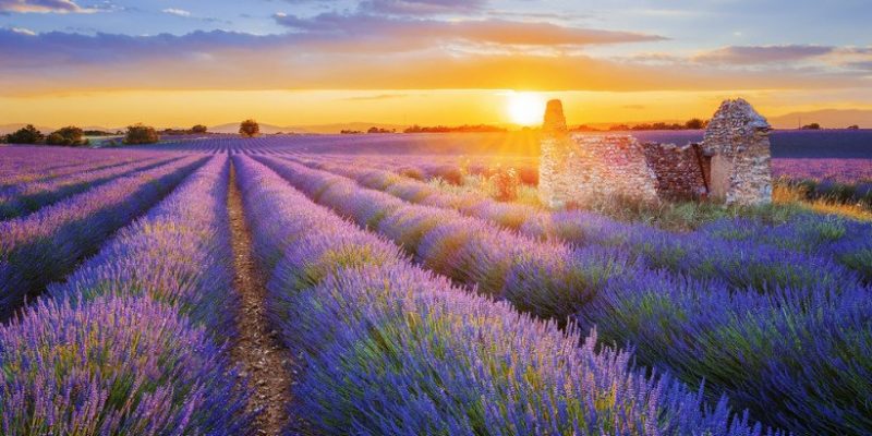 provence-france-lavender-fields provence-france-lavender-fieldsprovence-france-lavender-fields