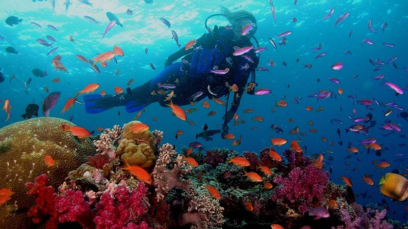 Travel to goa and diving Travel to goa and diving