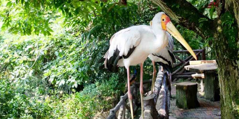 white-stork-in-kuala-lumpur-bird-park white-stork-in-kuala-lumpur-bird-park