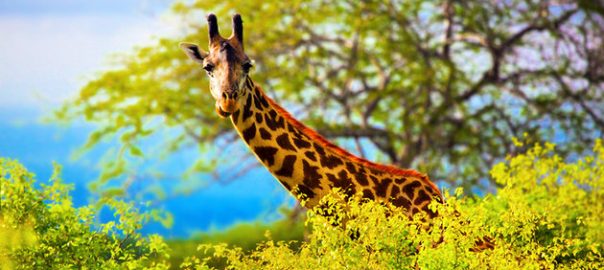 africa-best-game-reserves-tsavo