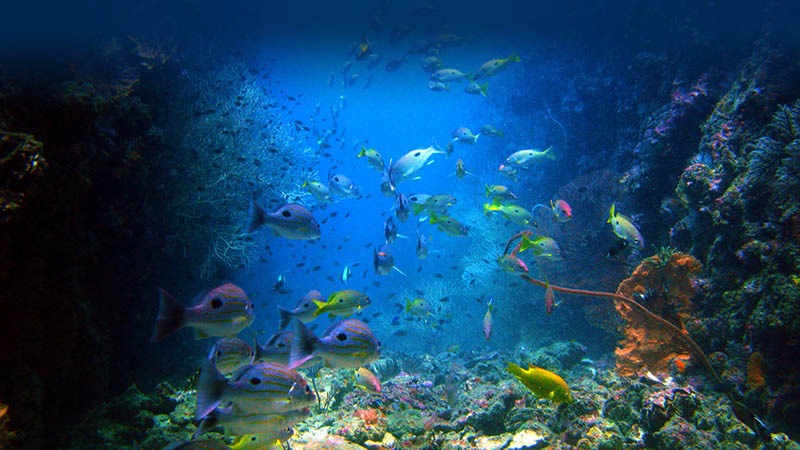 diving phi phi island krabi diving phi phi island krabi