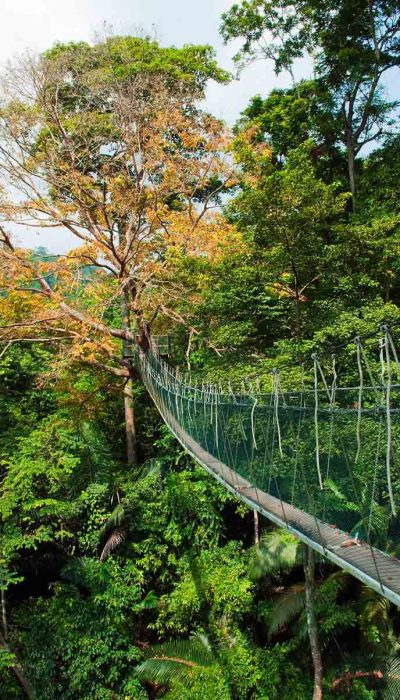 canopy-walkway-forest-research-institute-malaysia canopy-walkway-forest-research-institute-malaysia