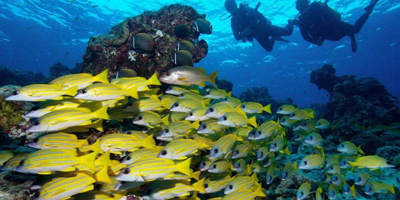 diving-in-the-maldives diving-in-the-maldives