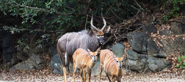 Majete Wildlife Reserve in Malawi