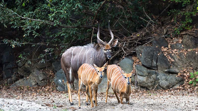Majete Wildlife Reserve in Malawi Majete Wildlife Reserve in Malawi