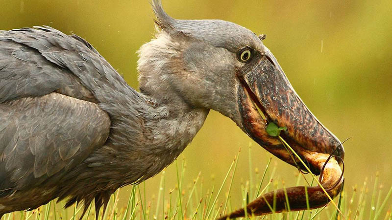 shoebill markus lilje shoebill markus lilje
