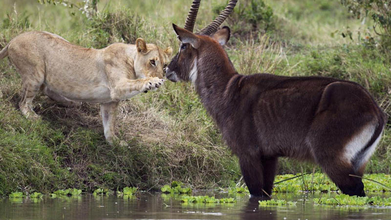 Waterbuck facing off with a lion Waterbuck facing off with a lion