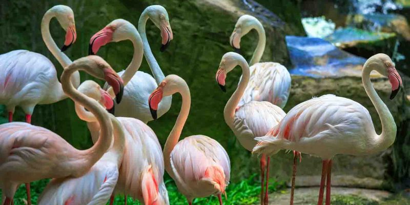 flamingos-kl-bird-park-malaysia_cs flamingos-kl-bird-park-malaysia_cs