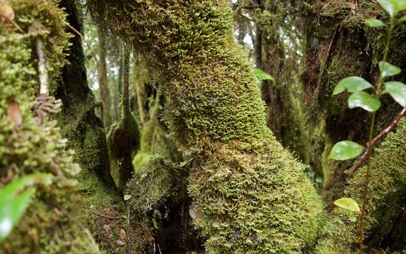 forest forest