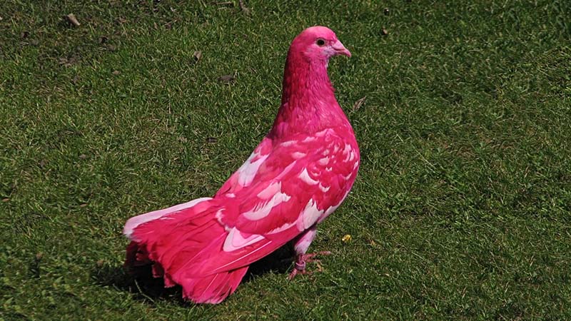 pink Pigeon mauritius pink Pigeon mauritius