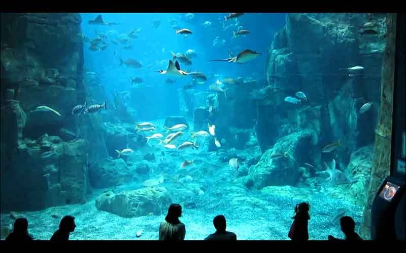 آکواریوم زیبای شهر استانبول آکواریوم زیبای شهر استانبول