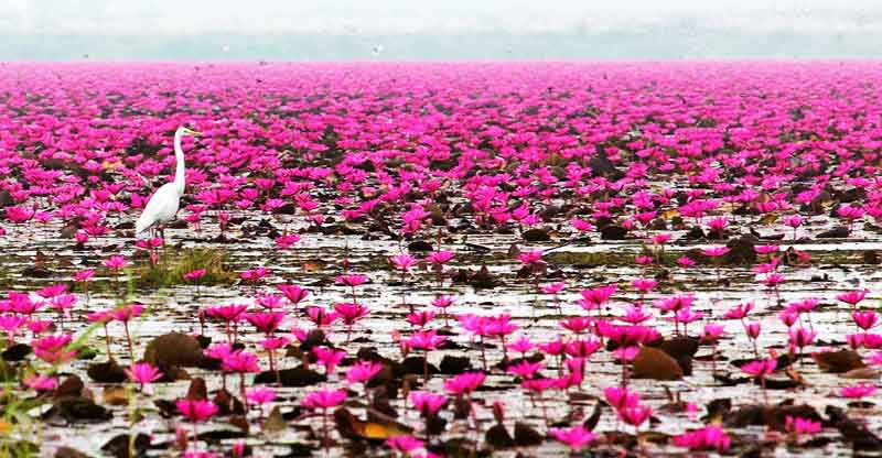 دریاچه زیبای تایلند دریاچه زیبای تایلند