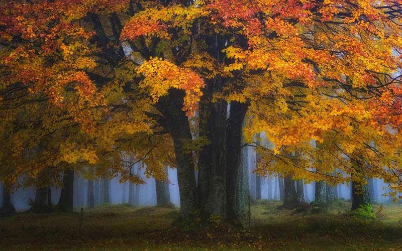 پاییز زیبا پاییز زیبا