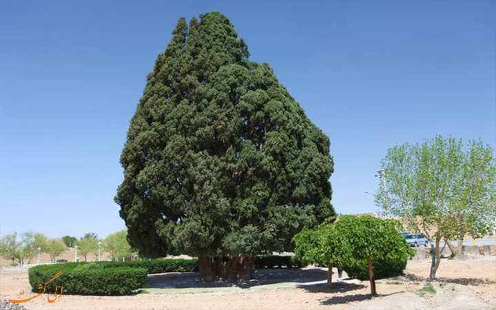سرو ابرکوه سرو ابرکوه